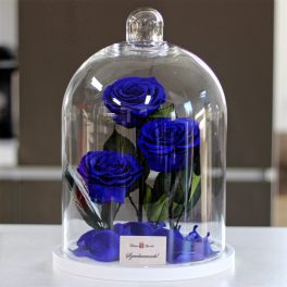   Nagy méretű 32 cm búrába zárt 3 szálas Örök Rózsa / Forever Rose - Sötétkék