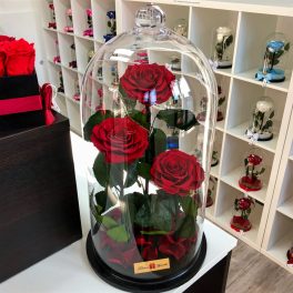   Nagy méretű 50 cm búrába zárt 3 szálas Örök Rózsa / Forever Rose - Vörös