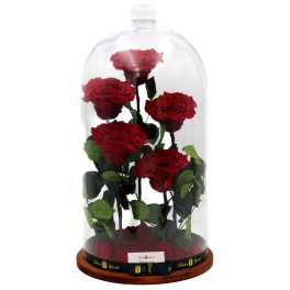   Nagy méretű 50 cm búrába zárt 5 szálas Örök Rózsa / Forever Rose - Vörös
