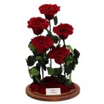 Nagy méretű 50 cm búrába zárt 5 szálas Örök Rózsa / Forever Rose - Vörös