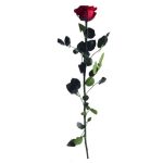 Örök Rózsa szál / Forever Rose PVC díszdobozban 55 cm - Vörös