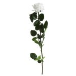 Örök Rózsa szál / Forever Rose PVC díszdobozban 55 cm - Fehér