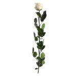 Örök Rózsa szál / Forever Rose PVC díszdobozban 55 cm - Barack