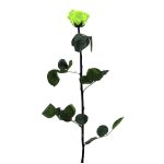 Örök Rózsa szál / Forever Rose PVC díszdobozban 55 cm - Zöld