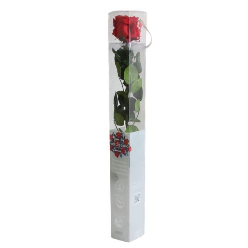 Örök Rózsa szál / Forever Rose PVC díszdobozban 55 cm - Piros