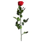Örök Rózsa szál / Forever Rose PVC díszdobozban 55 cm - Piros