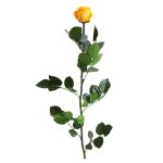 Örök Rózsa szál / Forever Rose PVC díszdobozban 55 cm - Citrom