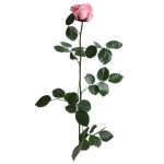 Örök Rózsa szál / Forever Rose PVC díszdobozban 55 cm - Rózsaszín