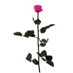 Örök Rózsa szál / Forever Rose PVC díszdobozban 55 cm - Pink