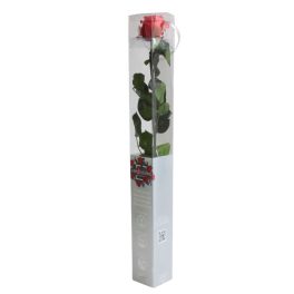   Örök Rózsa szál / Forever Rose PVC díszdobozban 55 cm - Dark pink