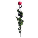 Örök Rózsa szál / Forever Rose PVC díszdobozban 55 cm - Dark pink