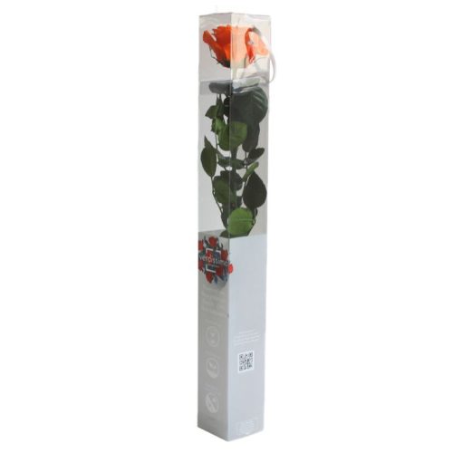 Örök Rózsa szál / Forever Rose PVC díszdobozban 55 cm - Narancs