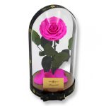 Nagy méretű búrába zárt Bella Örök Rózsa / Forever Rose - Pink