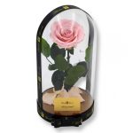 Nagy méretű búrába zárt Bella Örök Rózsa / Forever Rose - Rózsaszín