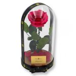 Nagy méretű búrába zárt Bella Örök Rózsa / Forever Rose - Dark Pink