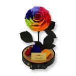 Nagy méretű búrába zárt King Örök Rózsa / Forever Rose - Rainbow