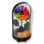 Nagy méretű búrába zárt King Örök Rózsa / Forever Rose - Rainbow