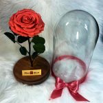 Nagy méretű búrába zárt King Örök Rózsa / Forever Rose - Dark Pink