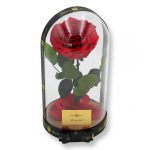 Nagy méretű búrába zárt King Örök Rózsa / Forever Rose - Vörös