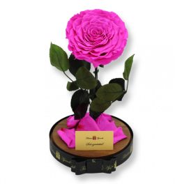   Nagy méretű búrába zárt Extra King Örök Rózsa / Forever Rose - Pink