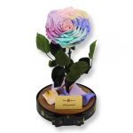 Nagy méretű búrába zárt Extra King Örök Rózsa / Forever Rose - Candy rainbow