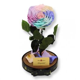   Nagy méretű búrába zárt Extra King Örök Rózsa / Forever Rose - Candy rainbow