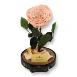 Nagy méretű búrába zárt Extra King Örök Rózsa / Forever Rose - Barack