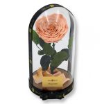 Nagy méretű búrába zárt Extra King Örök Rózsa / Forever Rose - Barack