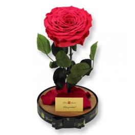   Nagy méretű búrába zárt Extra King Örök Rózsa / Forever Rose - Dark pink