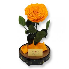  Nagy méretű búrába zárt Extra King Örök Rózsa / Forever Rose - Narancssárga