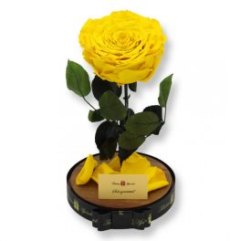   Nagy méretű búrába zárt Extra King Örök Rózsa / Forever Rose - Citromsárga