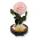 Nagy méretű búrába zárt Extra King Örök Rózsa / Forever Rose - Rózsaszín