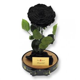   Nagy méretű búrába zárt Extra King Örök Rózsa / Forever Rose - Fekete