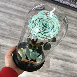   Nagy méretű búrába zárt FESTIVA Örök Rózsa / Forever Rose - Világoskék