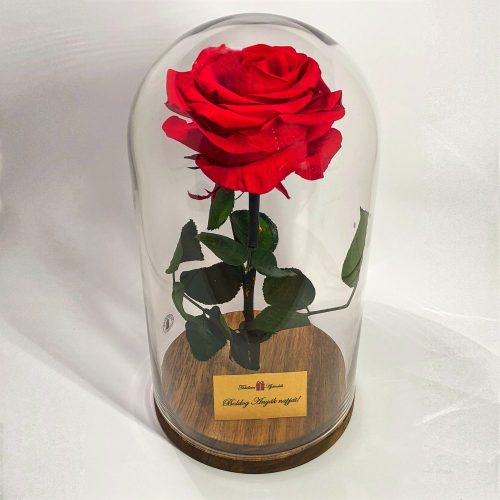 Nagy méretű búrába zárt Örök Rózsa / Forever Rose - Vörös