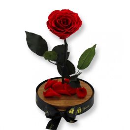   Nagy méretű búrába zárt Bella Örök Rózsa / Forever Rose - Vörös
