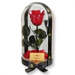 Nagy méretű búrába zárt XL Örök Rózsa / Forever Rose - Vörös