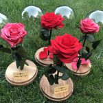 Nagy méretű búrába zárt Örök Rózsa / Forever Rose - Dark Pink
