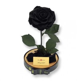   Nagy méretű búrába zárt King Örök Rózsa / Forever Rose - Fekete