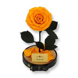   Nagy méretű búrába zárt King Örök Rózsa / Forever Rose - Narancssárga