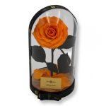 Nagy méretű búrába zárt King Örök Rózsa / Forever Rose - Narancssárga