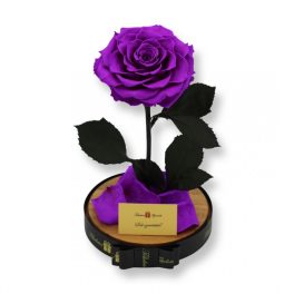   Nagy méretű búrába zárt King Örök Rózsa / Forever Rose - Lila
