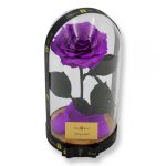 Nagy méretű búrába zárt King Örök Rózsa / Forever Rose - Lila