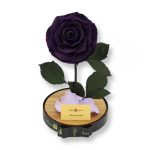 Nagy méretű búrába zárt King Örök Rózsa / Forever Rose - Sötét lila