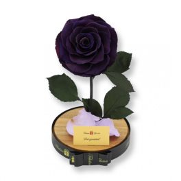   Nagy méretű búrába zárt King Örök Rózsa / Forever Rose - Sötét lila