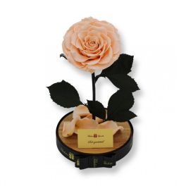   Nagy méretű búrába zárt King Örök Rózsa / Forever Rose - Barack