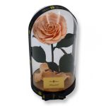 Nagy méretű búrába zárt King Örök Rózsa / Forever Rose - Barack