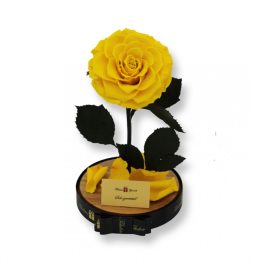   Nagy méretű búrába zárt King Örök Rózsa / Forever Rose - Citromsárga