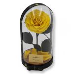 Nagy méretű búrába zárt King Örök Rózsa / Forever Rose - Citromsárga