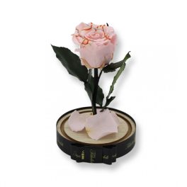   Közepes méretű búrába zárt Örök rózsa / Forever Rose - Rózsaszín Festiva